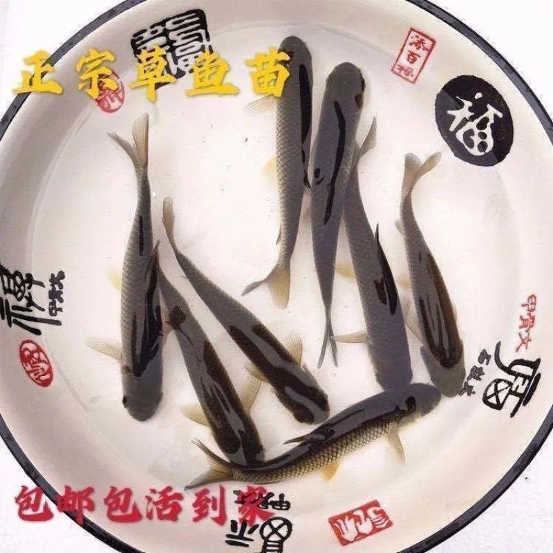 优质大草鱼苗活苗大头鱼苗淡水鱼养殖草皖鱼苗四大家鱼鱼苗批