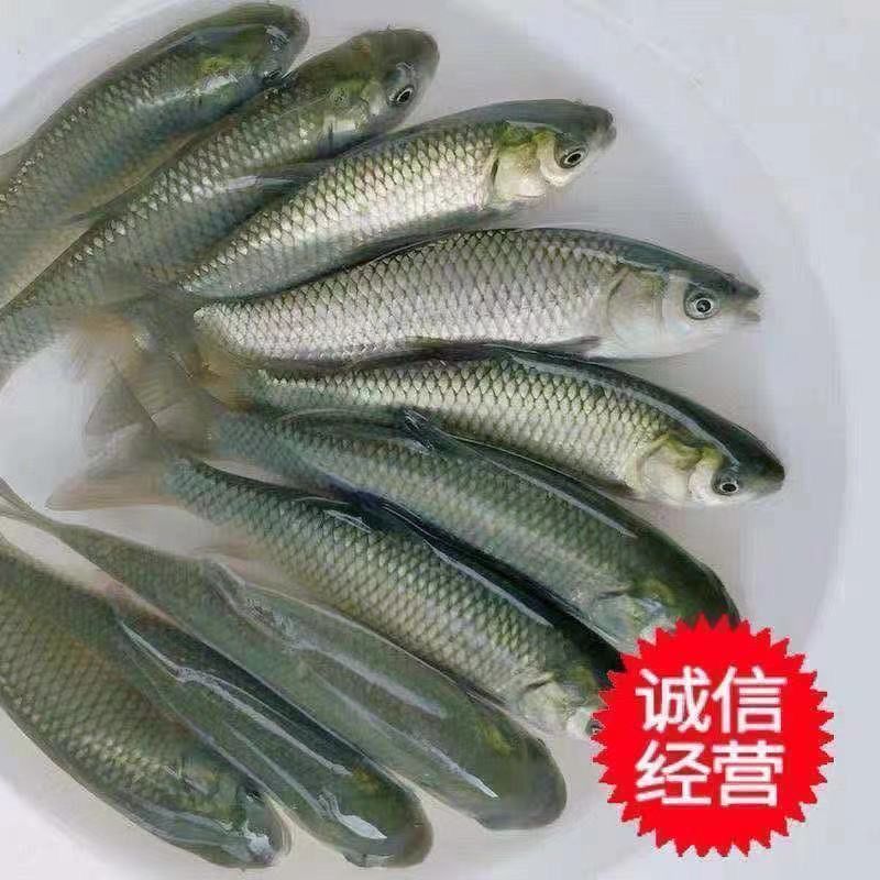 优质大草鱼苗活苗大头鱼苗淡水鱼养殖草皖鱼苗四大家鱼鱼苗批