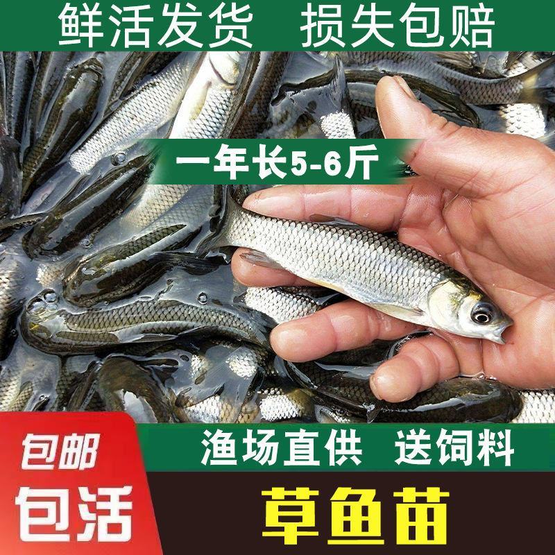 优质大草鱼苗活苗大头鱼苗淡水鱼养殖草皖鱼苗四大家鱼鱼苗批