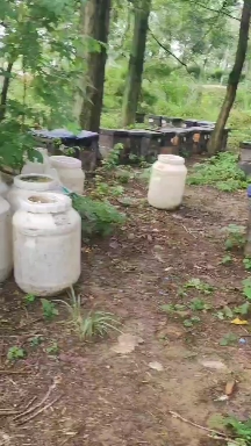 纯蜂蜜无任何添加剂（百花蜜）