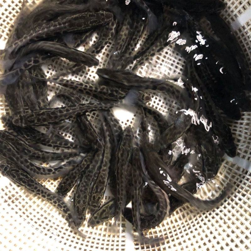 优质鱼苗批发黑鱼苗杂交乌鱼苗淡水养殖斑鱼苗耐寒生鱼苗乌斑