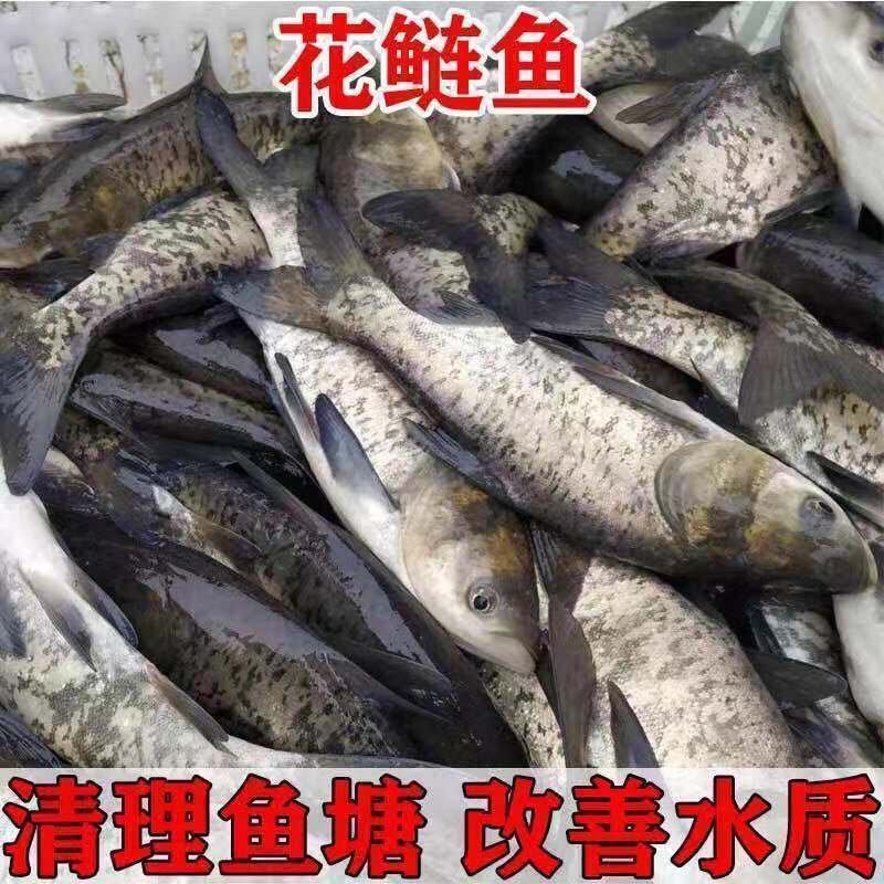 大品种花鲢鱼苗大头鱼胖头鱼苗淡水养殖批发