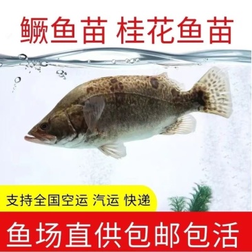桂花鱼苗淡水鳜鱼苗大眼翘嘴桂养殖桂鱼苗季花苗鳌花鱼路亚鱼