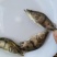 桂花鱼苗淡水鳜鱼苗大眼翘嘴桂养殖桂鱼苗季花苗鳌花鱼路亚鱼
