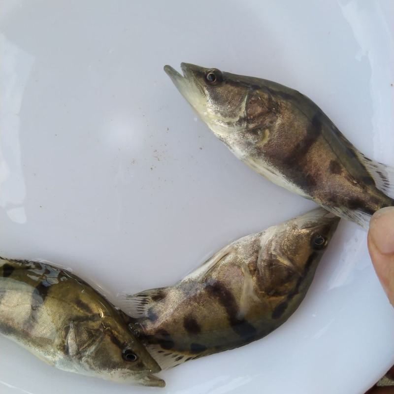 桂花鱼苗淡水鳜鱼苗大眼翘嘴桂养殖桂鱼苗季花苗鳌花鱼路亚鱼