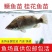 桂花鱼苗淡水鳜鱼苗大眼翘嘴桂养殖桂鱼苗季花苗鳌花鱼路亚鱼
