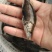 桂花鱼苗淡水鳜鱼苗大眼翘嘴桂养殖桂鱼苗季花苗鳌花鱼路亚鱼