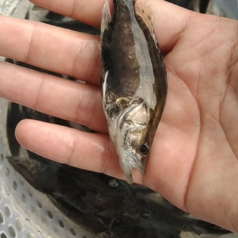 桂花鱼苗淡水鳜鱼苗大眼翘嘴桂养殖桂鱼苗季花苗鳌花鱼路亚鱼