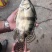 桂花鱼苗淡水鳜鱼苗大眼翘嘴桂养殖桂鱼苗季花苗鳌花鱼路亚鱼