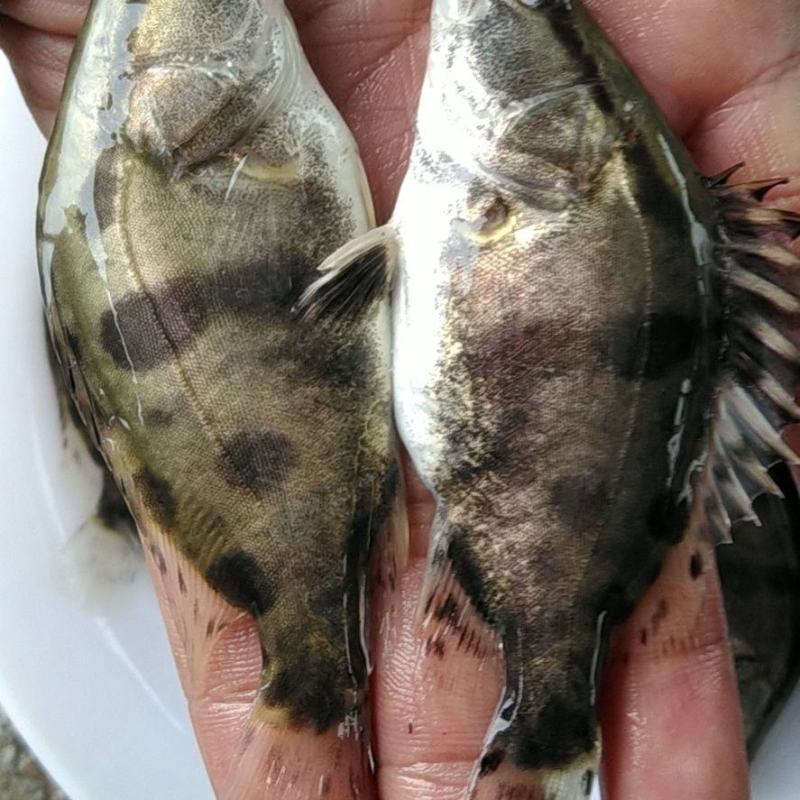 桂花鱼苗淡水鳜鱼苗大眼翘嘴桂养殖桂鱼苗季花苗鳌花鱼路亚鱼