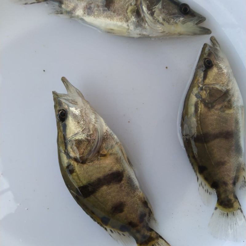 桂花鱼苗淡水鳜鱼苗大眼翘嘴桂养殖桂鱼苗季花苗鳌花鱼路亚鱼