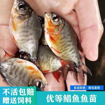 淡水鲳鱼红鲳鱼批发热带观赏鱼食人观赏鱼亚马逊食肉鱼驯化水