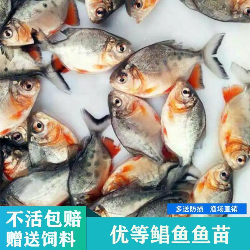 淡水鲳鱼红鲳鱼批发热带观赏鱼食人观赏鱼亚马逊食肉鱼驯化水