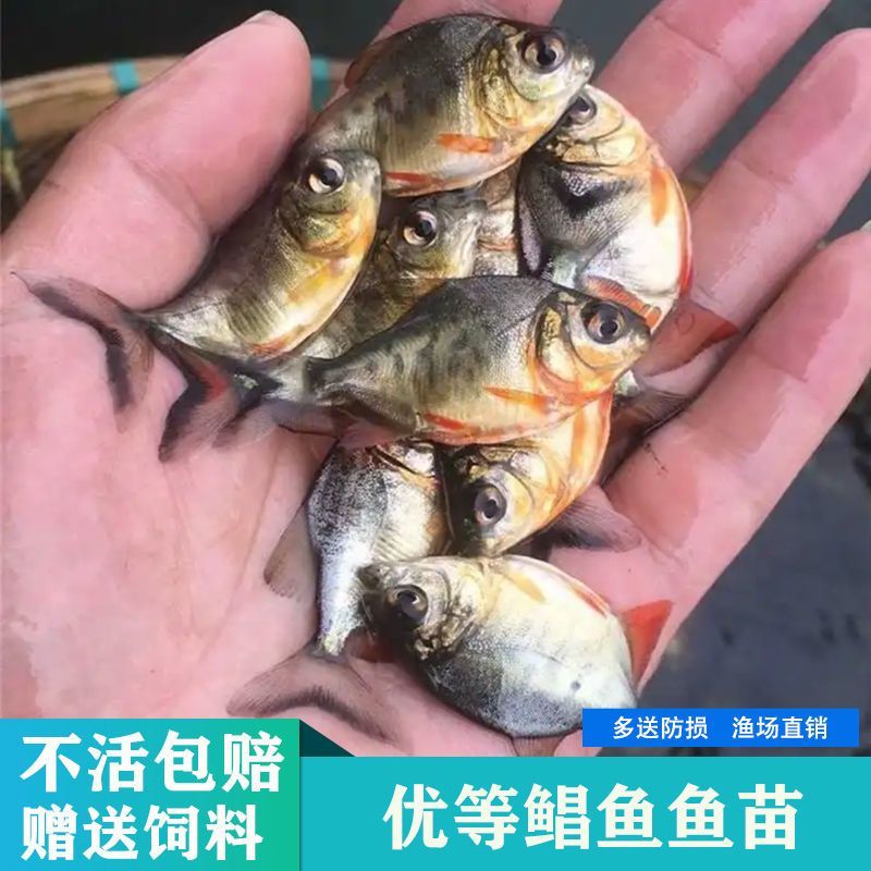 淡水鲳鱼红鲳鱼批发热带观赏鱼食人观赏鱼亚马逊食肉鱼驯化水