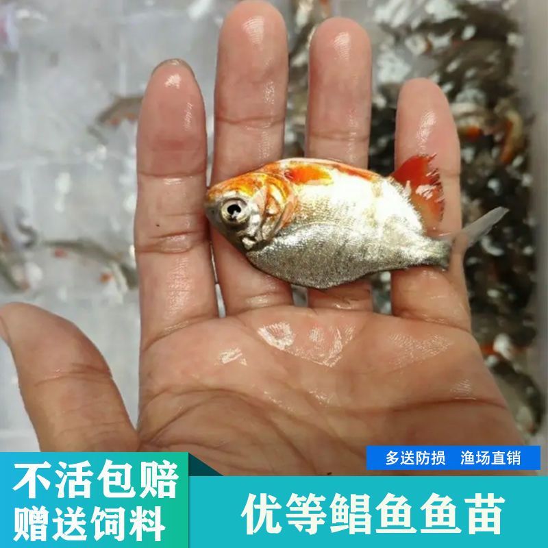 淡水鲳鱼红鲳鱼批发热带观赏鱼食人观赏鱼亚马逊食肉鱼驯化水