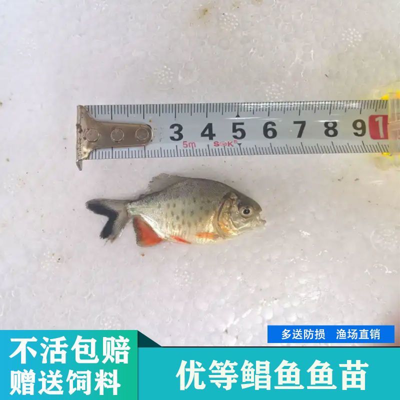 淡水鲳鱼红鲳鱼批发热带观赏鱼食人观赏鱼亚马逊食肉鱼驯化水