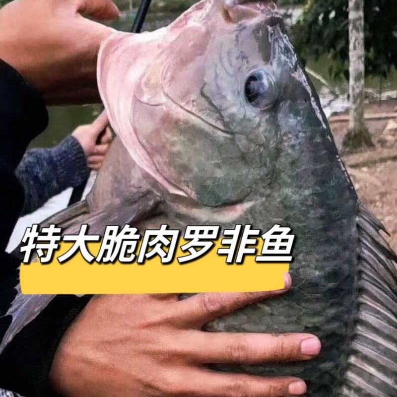优良罗非鱼鱼苗海南一号罗非鱼苗淡水养殖鱼苗脆肉单性罗非鱼
