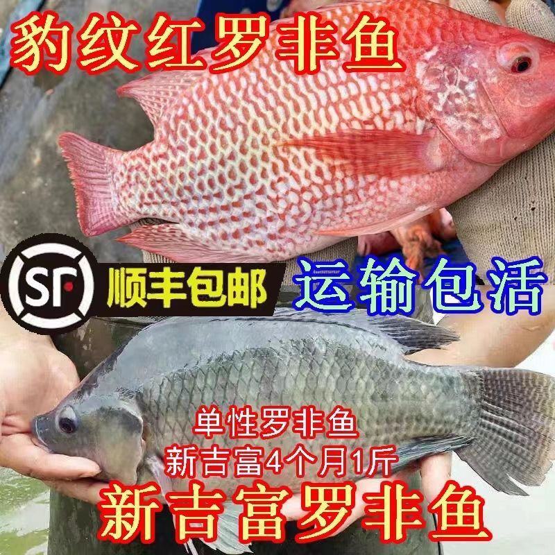 优良罗非鱼鱼苗海南一号罗非鱼苗淡水养殖鱼苗脆肉单性罗非鱼