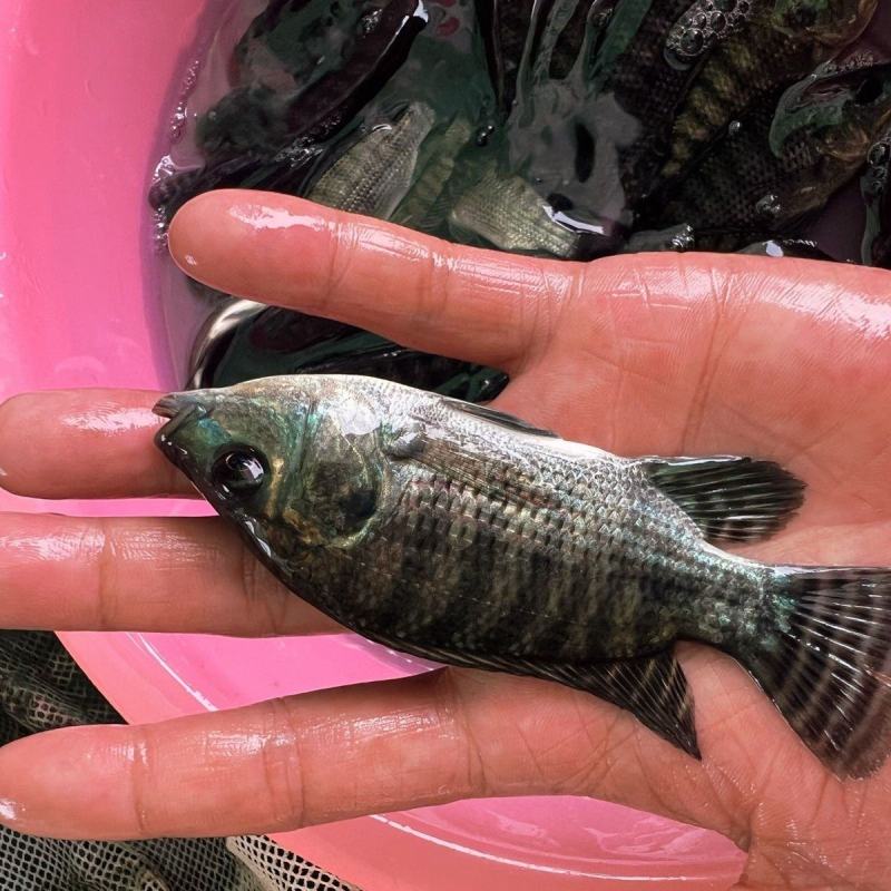 优良罗非鱼鱼苗海南一号罗非鱼苗淡水养殖鱼苗脆肉单性罗非鱼