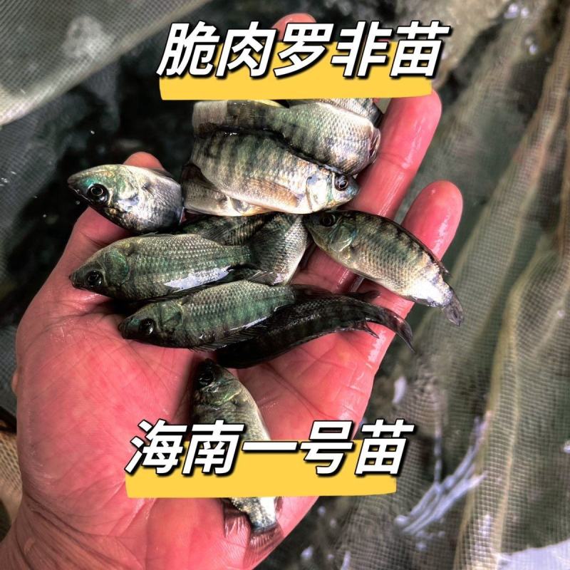 优良罗非鱼鱼苗海南一号罗非鱼苗淡水养殖鱼苗脆肉单性罗非鱼
