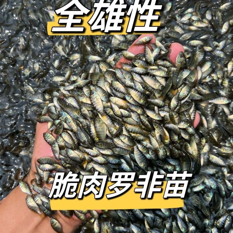 优良罗非鱼鱼苗海南一号罗非鱼苗淡水养殖鱼苗脆肉单性罗非鱼