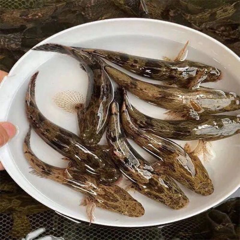 笋壳鱼苗优质笋壳鱼苗