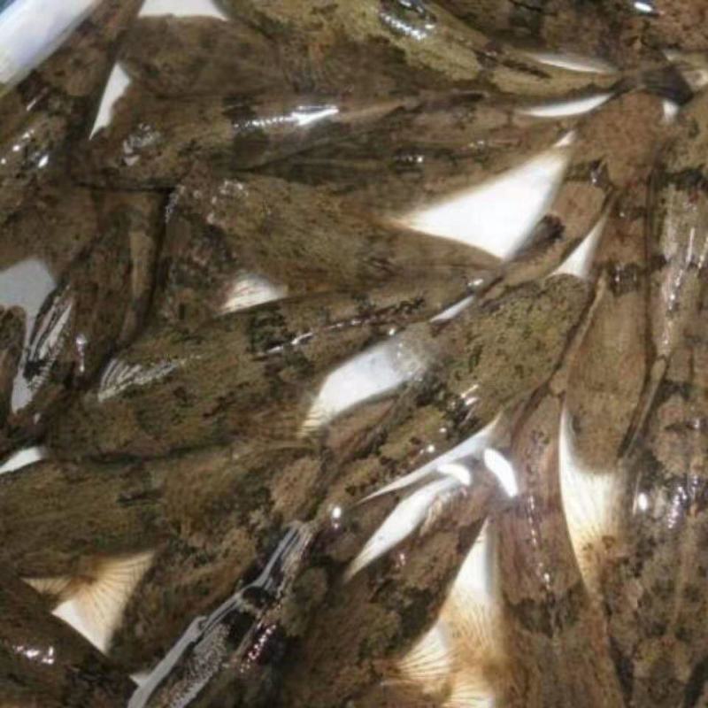 笋壳鱼苗优质笋壳鱼苗