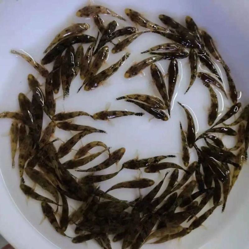 笋壳鱼苗优质笋壳鱼苗