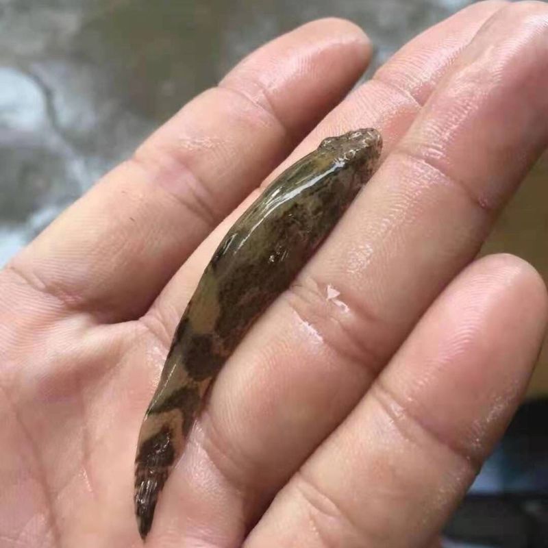 笋壳鱼苗优质笋壳鱼苗