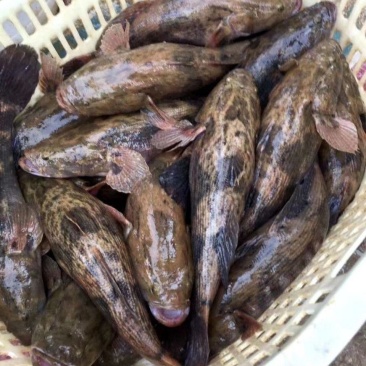 笋壳鱼苗优质笋壳鱼苗