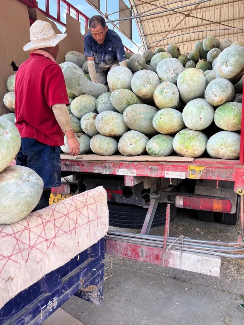 湖北武汉市东西湖冬瓜大量上市需要的速度联系我欢迎你的指导