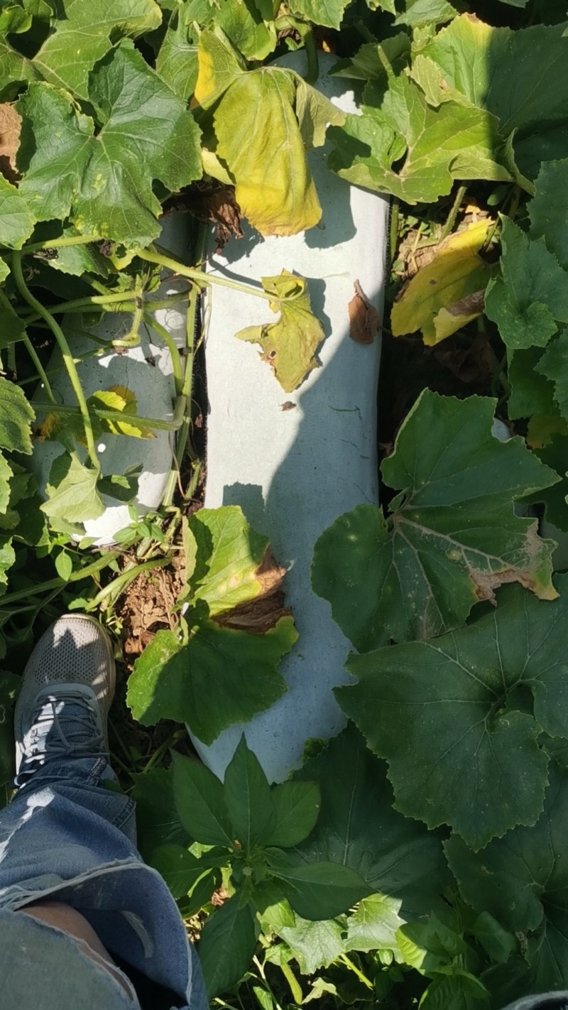 湖北武汉市东西湖冬瓜大量上市需要的速度联系我欢迎你的指导