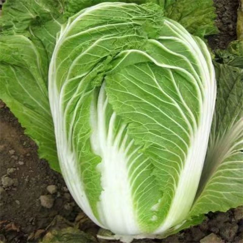 【地头价】河南黄心大白菜大量有货价格超低要的联系