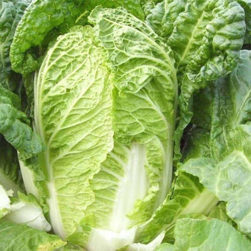 【地头价】河南黄心大白菜大量有货价格超低要的联系