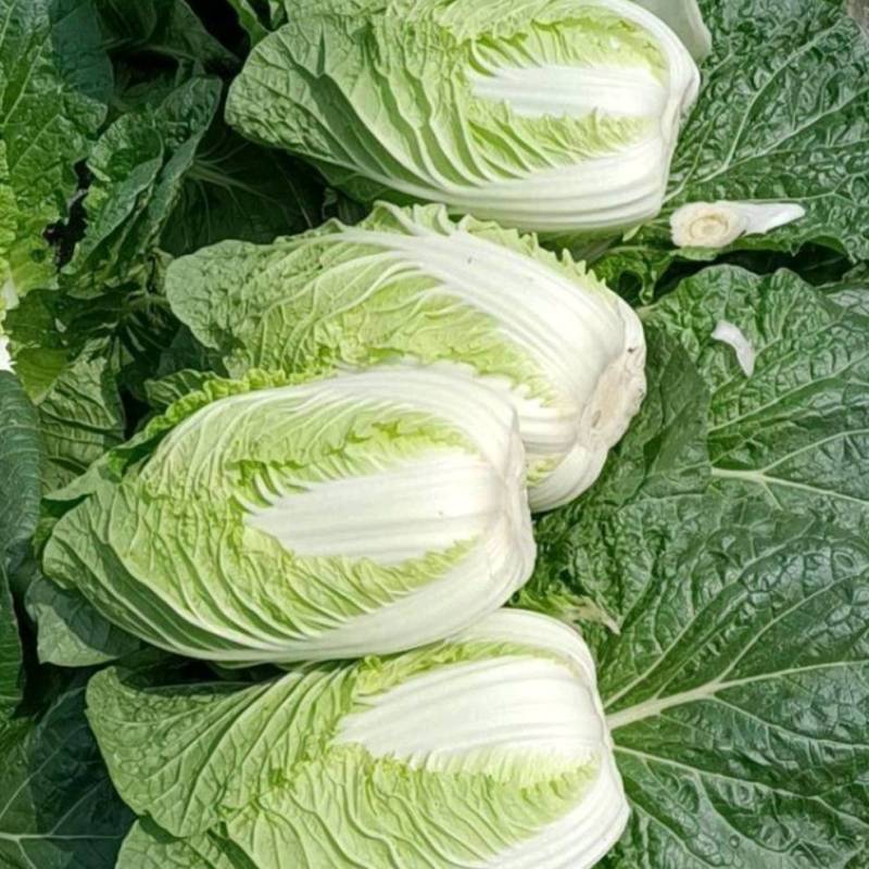 【地头价】河南黄心大白菜大量有货价格超低要的联系