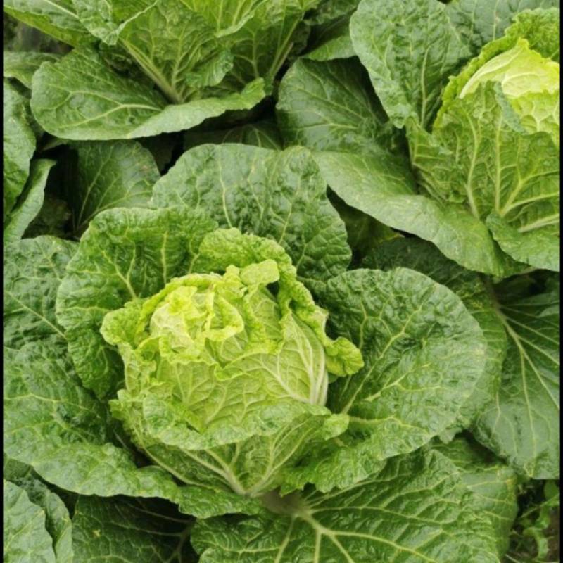 【地头价】河南黄心大白菜大量有货价格超低要的联系