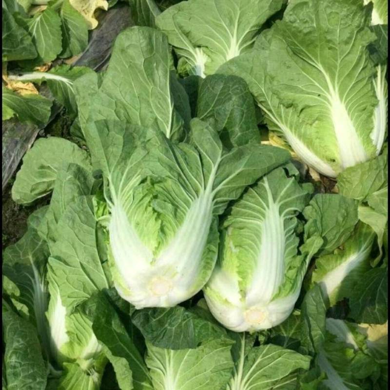 【地头价】河南黄心大白菜大量有货价格超低要的联系