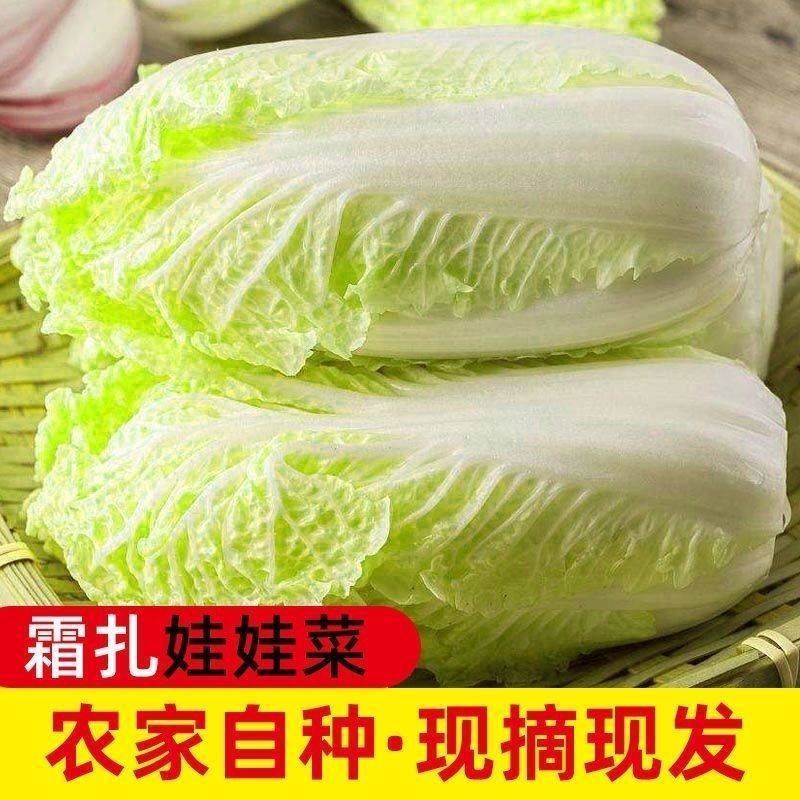 【地头价】河南娃娃菜大量有货价格低品质好要的联系