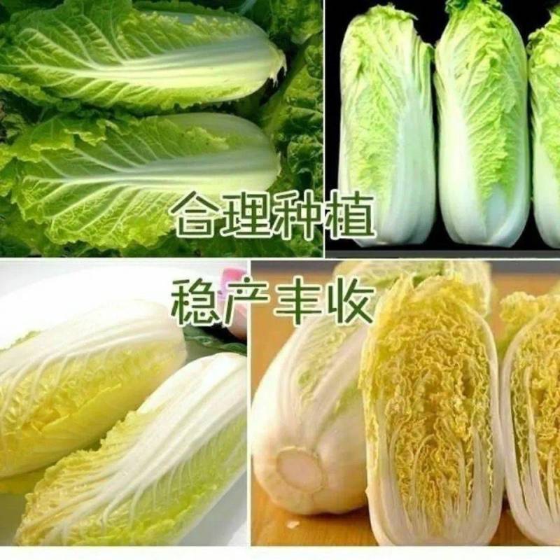 【地头价】河南娃娃菜大量有货价格低品质好要的联系