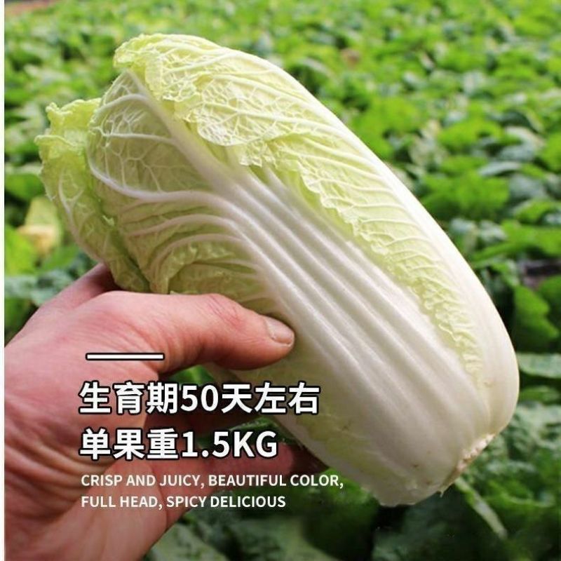 【地头价】河南娃娃菜大量有货价格低品质好要的联系