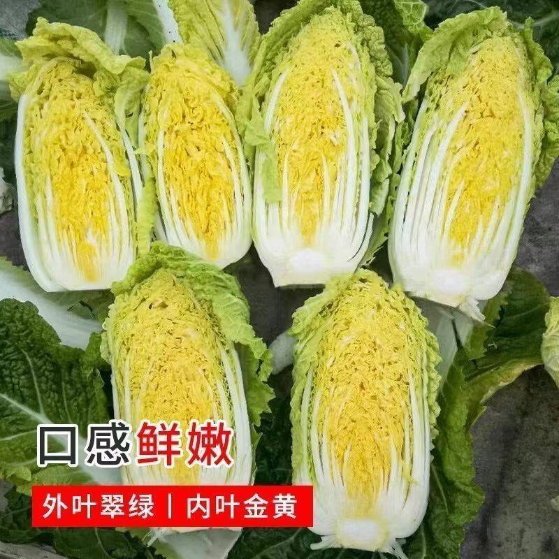 【地头价】河南娃娃菜大量有货价格低品质好要的联系