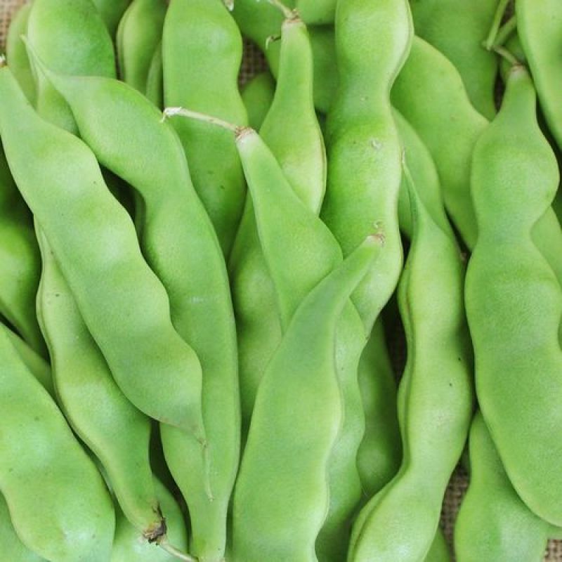 吉林油豆角大量上市，质量好价格美丽全国代发欢迎采购