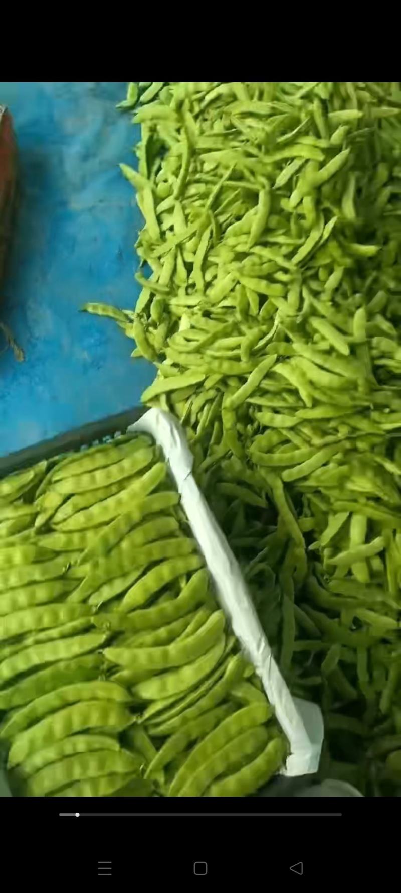 吉林油豆角大量上市，质量好价格美丽全国代发欢迎采购