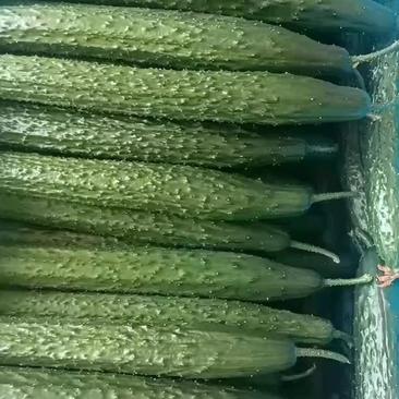 新颗中条密刺黄瓜大量上市，供应各大市场商超电商平台