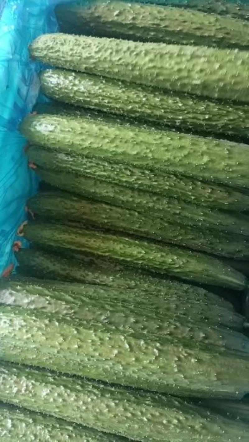 新颗中条密刺黄瓜大量上市，供应各大市场商超电商平台