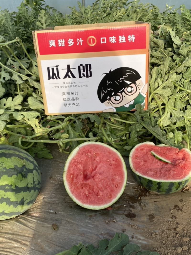 无籽美都大棚种植甘肃.平凉，兰州。宁夏高品质优选