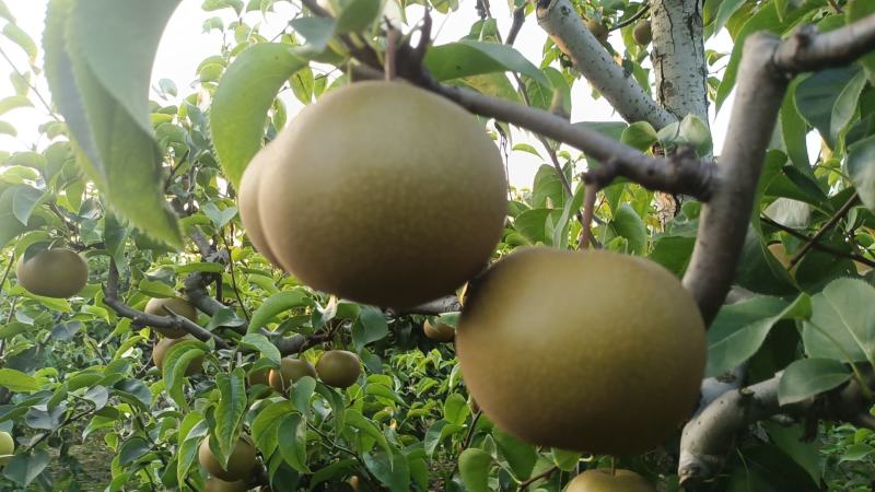 精品圆黄梨细致无渣甘甜多汁定制包装代发全国