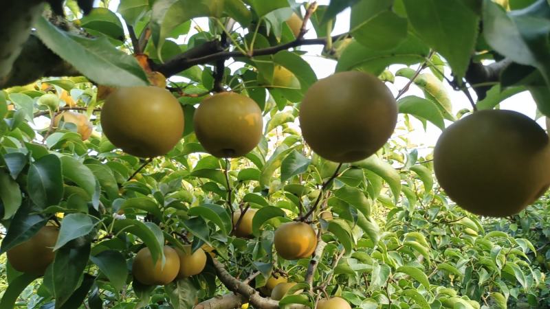 精品圆黄梨细致无渣甘甜多汁定制包装代发全国