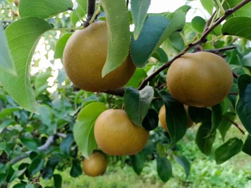 精品圆黄梨细致无渣甘甜多汁定制包装代发全国