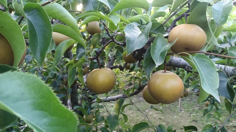 精品圆黄梨细致无渣甘甜多汁定制包装代发全国